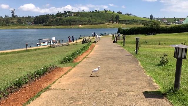 Нувара Элия - самое чайное место самого чайного острова! Шри-Ланка (часть 5) смотреть онлайн