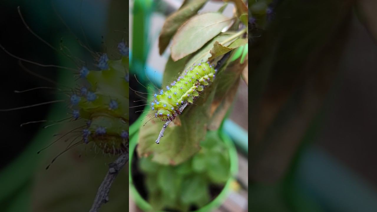 Красивый вредитель #shorts #nature смотреть онлайн