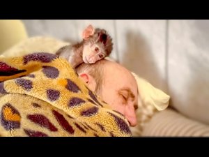 Степашка просто НЕ ОТХОДИТ от Влада и караулит его сон!