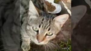 У кота кровь в моче,что делать?