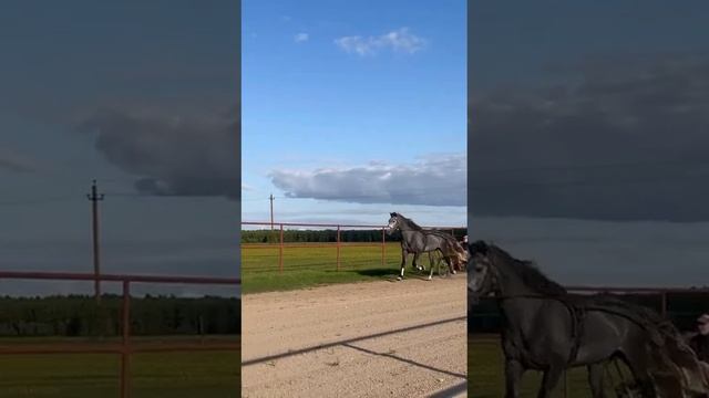 Орловский иноходец на продажу, 4 года смотреть онлайн