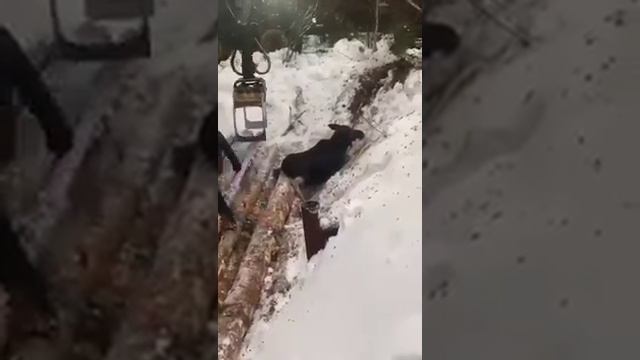 Лось завален брёвнами - выберется? смотреть онлайн