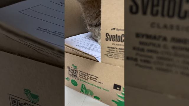 Лесные грибы: приключения грибника