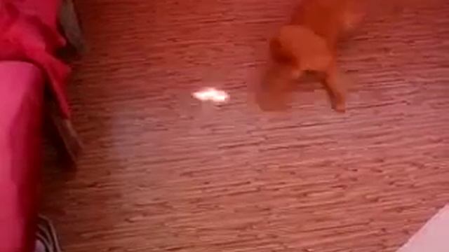 Кошачья чечетка.flv смотреть онлайн