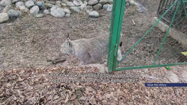 Жаныбарларга жакын Албан-али \\ 03.04.2018 \\ АпрельТВ смотреть онлайн