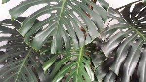 Черенкование монстеры