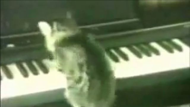 Коты приколы? Кошки - мяу - это кошки? ЛУЧШИЕ ПРИКОЛЫ С КОТАМИ? смотреть онлайн