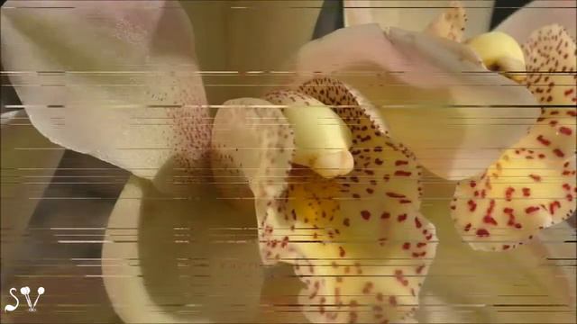 Nof Hagalil. Orchids / Выставка-продажа орхидей / נופארק, גן בוטני. סחלבים смотреть онлайн