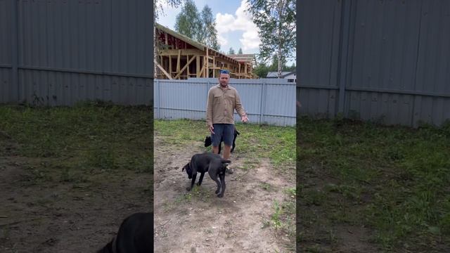 Обзор нового участка в деревне Льялово смотреть онлайн