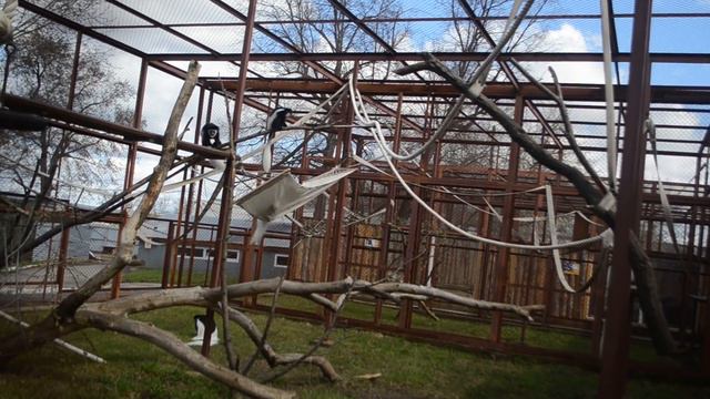 Колобусы резвятся в Пермском зоопарке смотреть онлайн