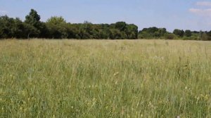 Стрелецкая Степь 18.06.2018