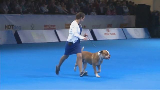 Россия 2018 Лучшая собака среди пород, не признанных FCI смотреть онлайн