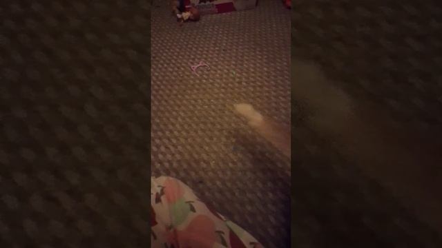 Варвара Кэт Я нашла котёнка в подъезде Варвара Кэт и кот коржик смотреть онлайн