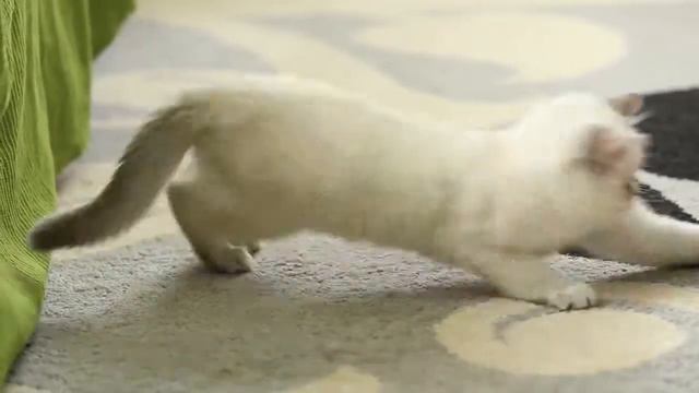 Серебристый голубоглазый британский котик смотреть онлайн