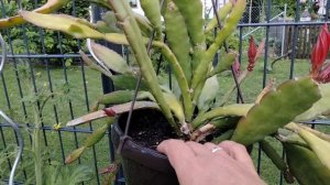 Кактусы и эпифиллумы.Что делать,чтобы цвели эпифиллумы?Селеницереус Валидус.Эпифиллум Акерман.