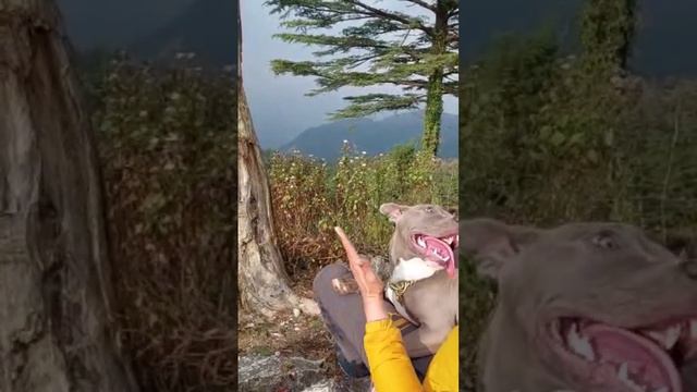 American bully puppy::When i shaping his nails, puppy show me aggression #Pitbull #dog #puppy #vira смотреть онлайн