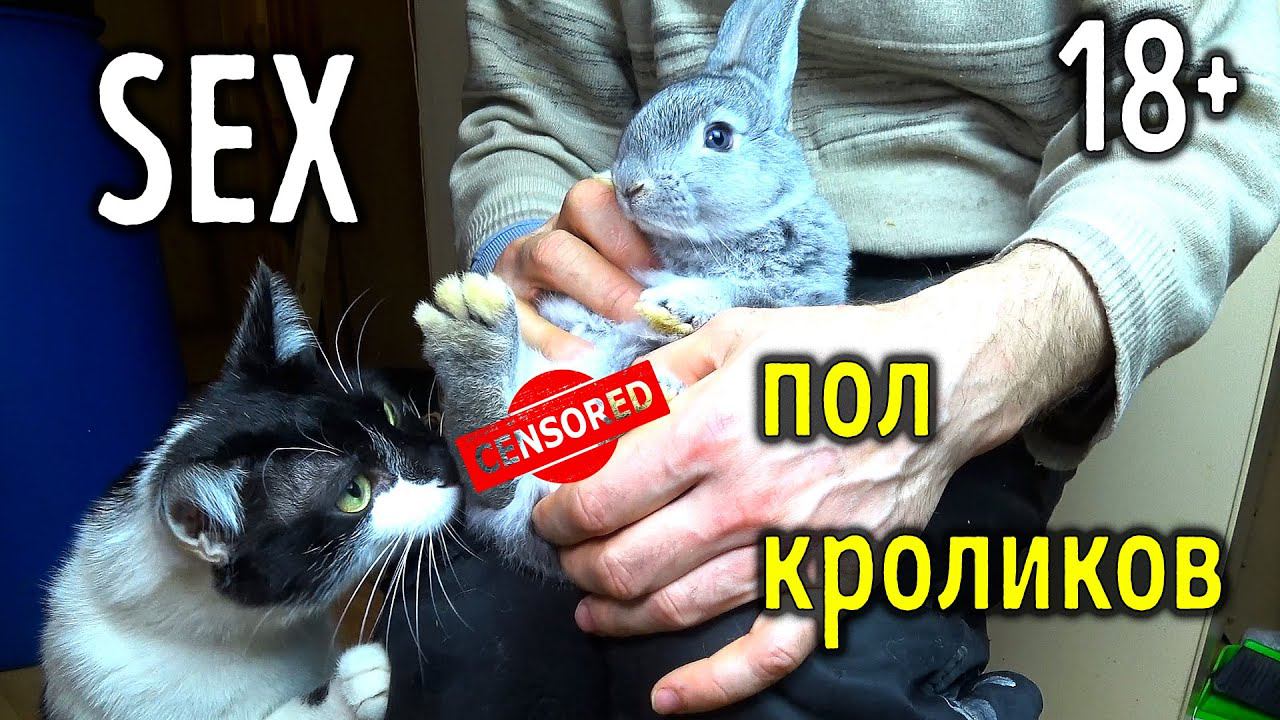 SEX вопросы у кроликов / Определение пола, половые болезни смотреть онлайн