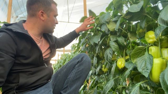 ТОП ИДЕЯ ПО ВЫРАЩИВАНИЮ ПЕРЦА В ТЕПЛИЦЕ смотреть онлайн
