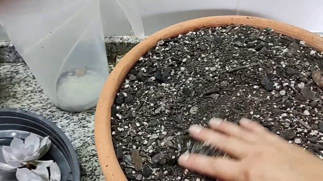Refazendo uma bacia de suculentas Echeverias, replantes com Perle e Lilacina. смотреть онлайн