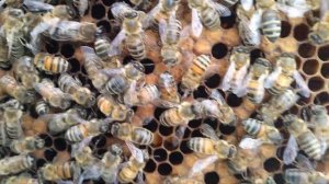 Не все рыжие пчёлы есть Бакфаст!