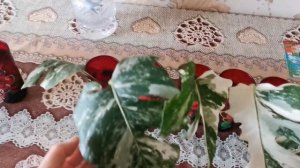 СУПЕР БЫСТРОЕ УКОРЕНЕНИЕ ВАРИЕГАТНОЙ  МОНСТЕРЫ АЛЬБА | ЭКЗОТИЧЕСКИЕ КОМНАТНЫЕ ЦВЕТЫ | РАЗМНОЖЕНИЕ