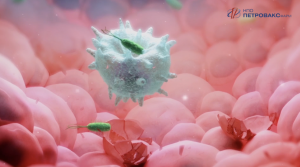 Longidaza, Gynecology Механизм действия препарата/визуализация