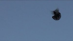 Николаевские торцовые голуби Сумьяна