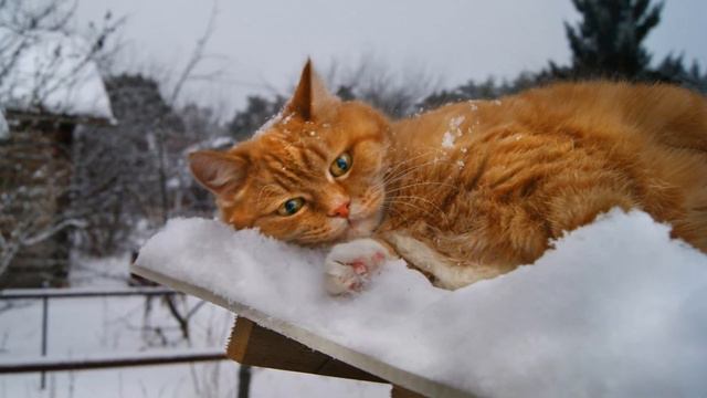 Прощай, зима 3 смотреть онлайн