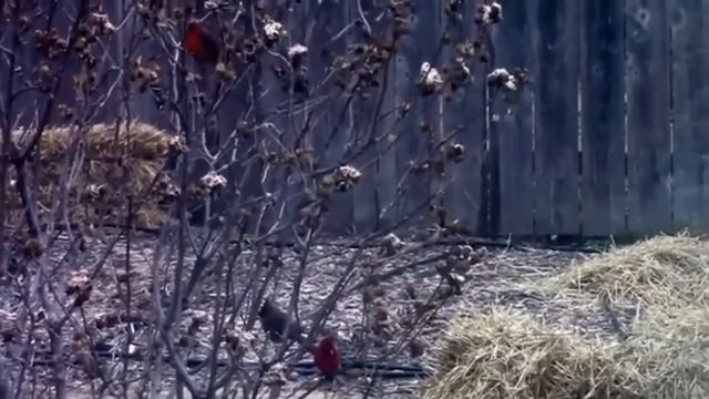 Feeding Suet To Birds Using A Live Rose Of Sharon Bush смотреть онлайн