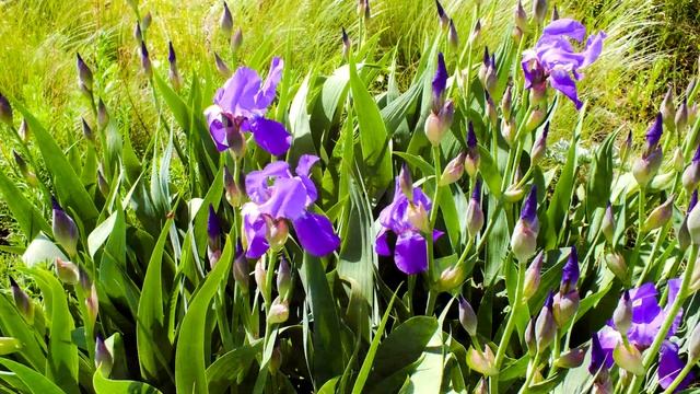 Весна. Медитация. Красивая музыка для снятия стресса и негатива. Музыка для сна. смотреть онлайн