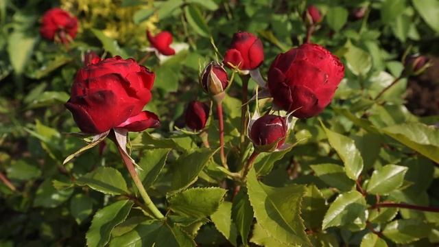 Самые обильноцветущие розы - роза Тиль Уленшпигель и Маруся. смотреть онлайн