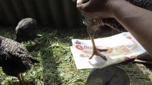 Гриз Бар в 2 месяца! Взвешиваем цыплят!