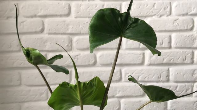 ALOCASIA STINGRAY: aprende sus cuidados y características con Plantadecora. смотреть онлайн