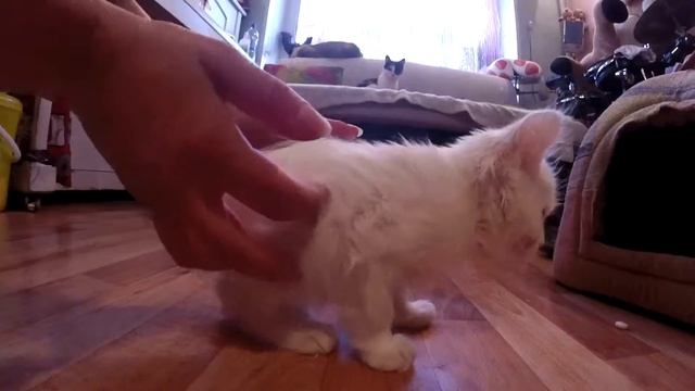 Котенок ПУХ. Проблемы с позвоночником. смотреть онлайн