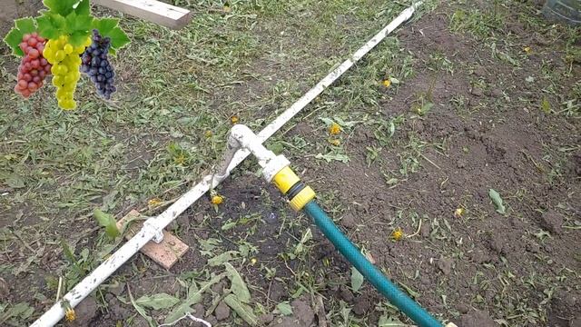 Первая корневая подкормка винограда смотреть онлайн