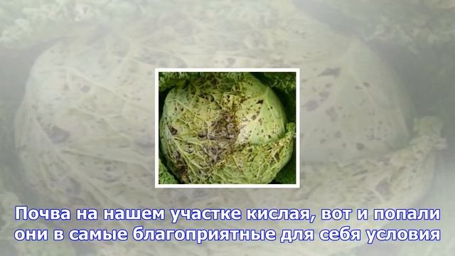 Как победить болезнь. что делать, если капусту поразила кила смотреть онлайн
