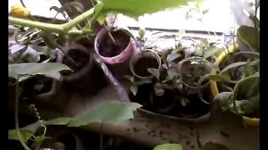 Огурец изящный