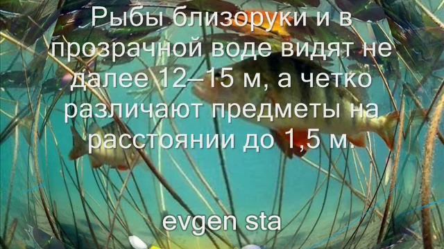 Рыбалка на крупную рыбу. Ловля рыбы на самолов. Как это работает. смотреть онлайн