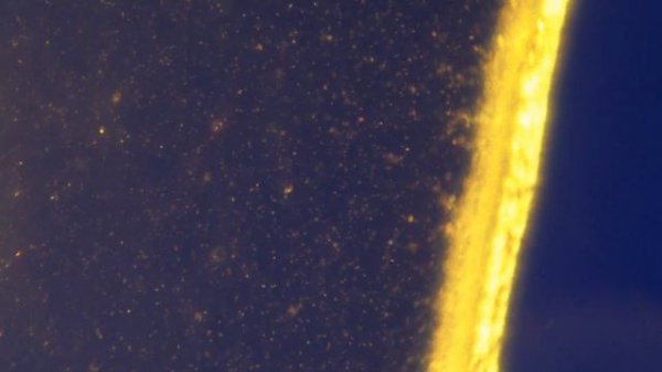 Microcosmos final HD