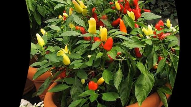 Как вырастить перец дома смотреть онлайн
