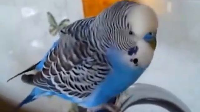 попугай "кто чай не пьёт,тот ЧМО")))) смотреть онлайн