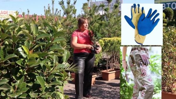 ТИС: всё, что нужно знать об уходе за этим удивительным растением