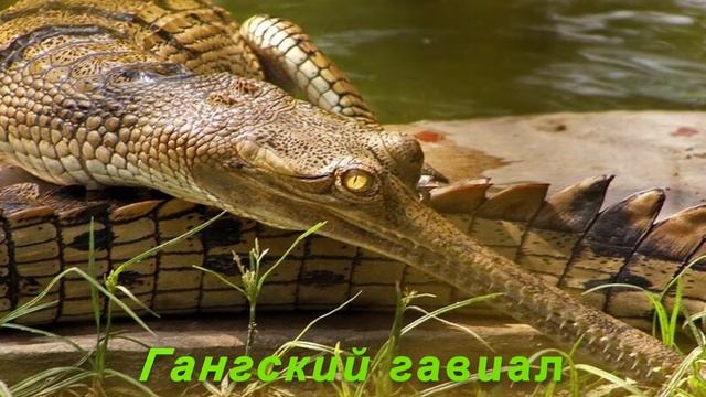 Самые редкие и необычные животные в мире смотреть онлайн