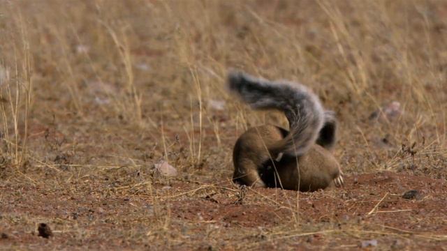 Знакомимся с Сурикатами / Meet the Meerkats | HD | смотреть онлайн