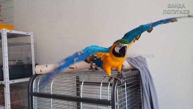 Как в зоомагазине... :) смотреть онлайн