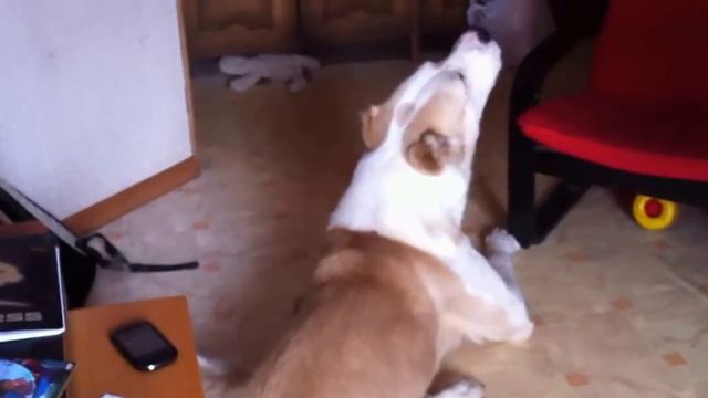 -Ба ба у.....реакция АЛАБАЯ на рекламу "Мегафона" смотреть онлайн