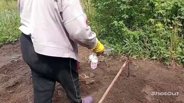 Жёлтый горький перец. Сажаем. На рынке, его не найдешь, а у меня есть! смотреть онлайн