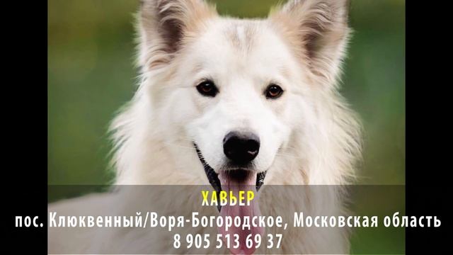 Найден! ХАВЬЕР. Пос. Клюквенный/Воря-Богородское, Московская область смотреть онлайн