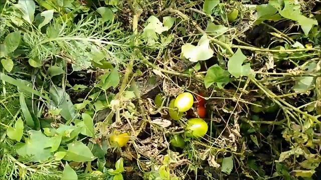 Томат Застольный смотреть онлайн