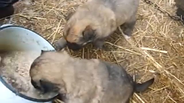 щенки ВЕО едят смотреть онлайн